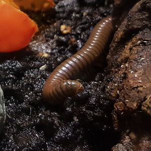 Millipede species