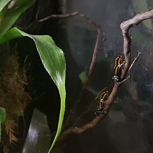 Pasco dartfrogs - Ranitomeya lamasi panguana