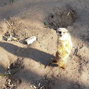 Meerkat
