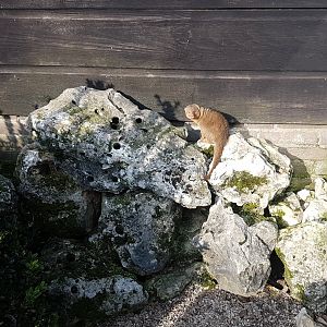 Dwarf mongoose