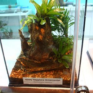 Fragile Forest - Gooty Sapphire Ornamental