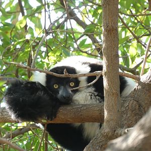 Black and White Ruffed Lemur