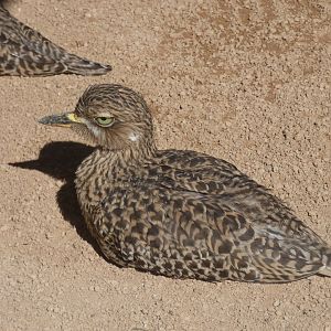Cape Curlew