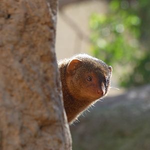 Dwarf Mongoose