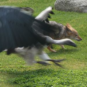 Griffon Vulture and Black-backed Jackal