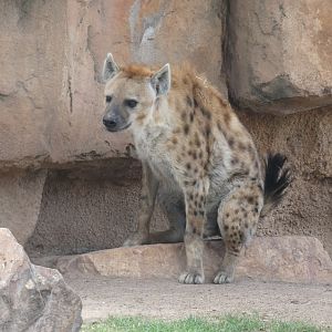 Spotted Hyena