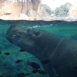 Hippo underwater