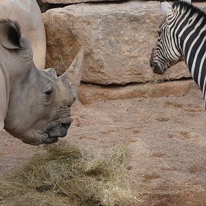 White Rhino and Plains Zebra