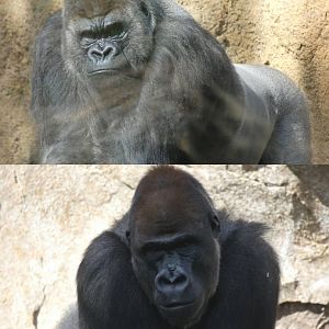Bachelor Gorillas Jitu and Kabuli