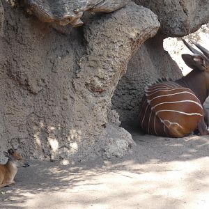 Red Duiker and Bongo