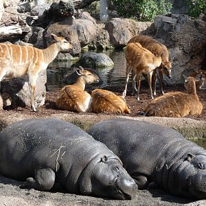 Pygmy Hippo and Sitatunga mixed exhibit