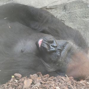 Fossey (Western Lowland Gorilla)