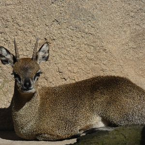 Klipspringer