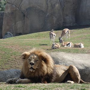 Lion and Thompsons Gazelle
