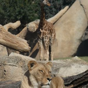Lioness and Rothchild's Giraffe