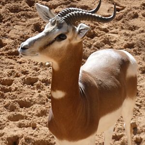 Mhorr Gazelle