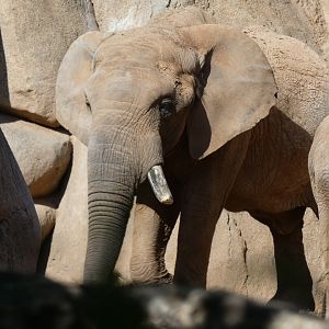Kibo the African Elephant bull