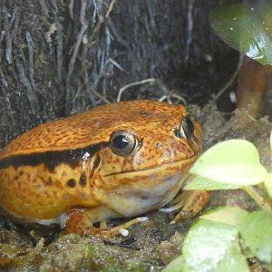 Tomato Frog