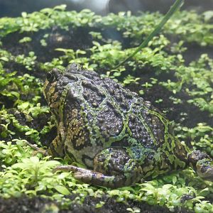 Madagascan Rain Frog