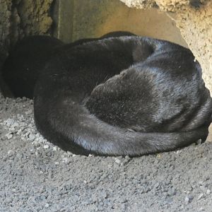 Spot-necked Otter