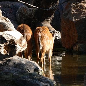 Sitatunga in the water