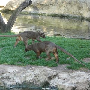 Fossa