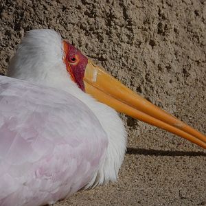Yellow-billed Stork