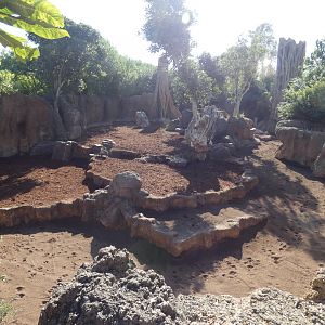 Bongo, Red Duiker and Crowned Crane exhibit