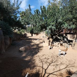 Mhorr Gazelle exhibit