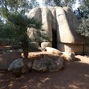 Banded Mongoose enclosure
