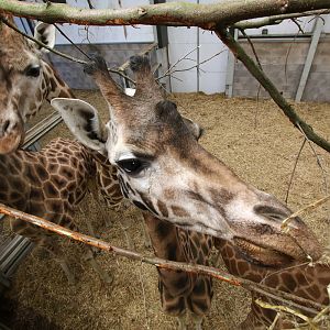 Giraffe at Blackpool Zoo 15th Feb 2018