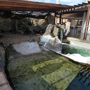 Humboldt Penguin enclosure