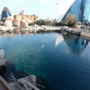 Harbour Seal enclosure