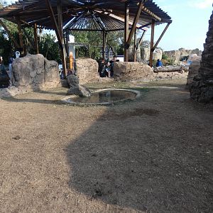 Aldabra Giant Tortoise exhibit