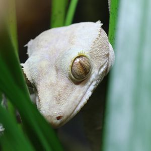 Crested Gecko at Blackpool Zoo 15th February, 2018.