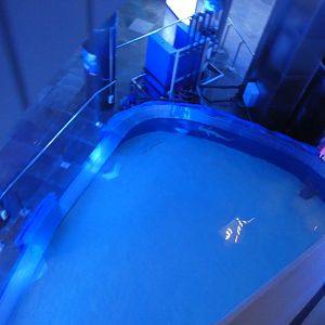 Bonnet-head Shark exhibit