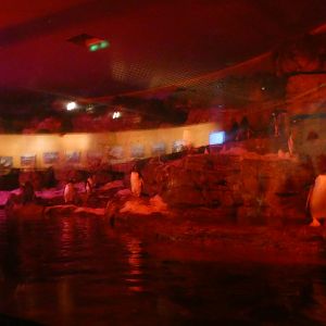 Gentoo Penguin exhibit