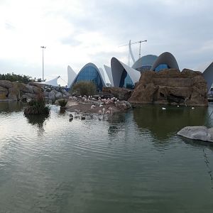 Chilean Flamingo enclosure