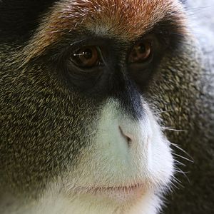 De Brazza's Monkey at Blackpool 15th February 2018