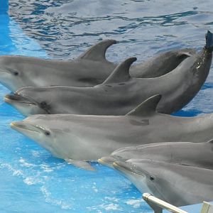 Bottle-nosed Dolphin