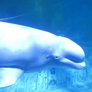 Beluga