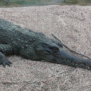 Slender-snouted Crocodile