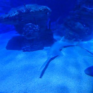 Green Sawfish