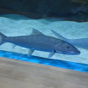 Bonefish
