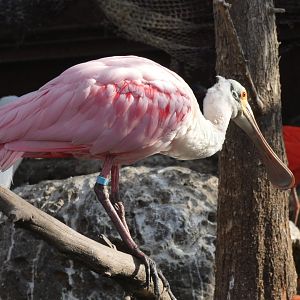 Rosette Spoonbill