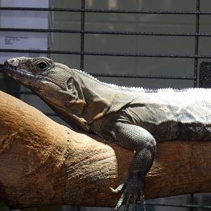 Black Iguana