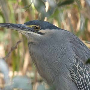 Striated Heron