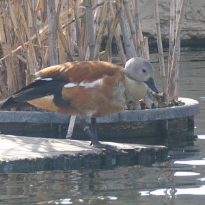 South African Shelduck