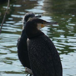 Eurasian Great Cormorant