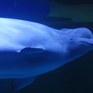 Beluga